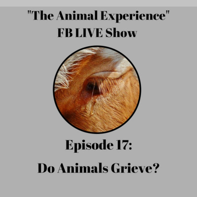 The Animal Experience