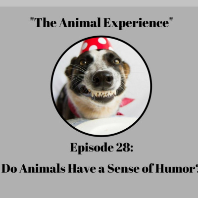 The Animal Experience