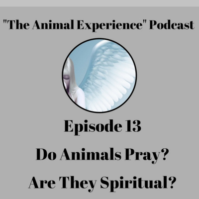 The Animal Experience