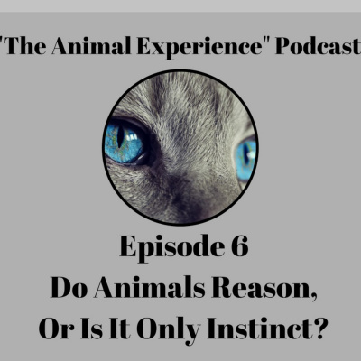 The Animal Experience