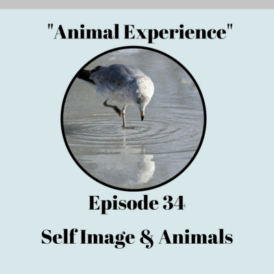 The Animal Experience
