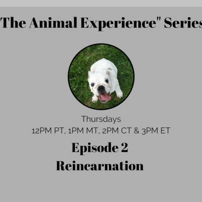 The Animal Experience