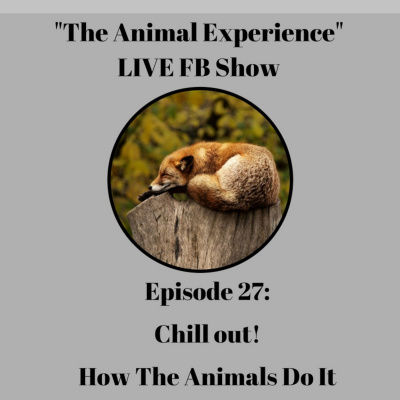 The Animal Experience