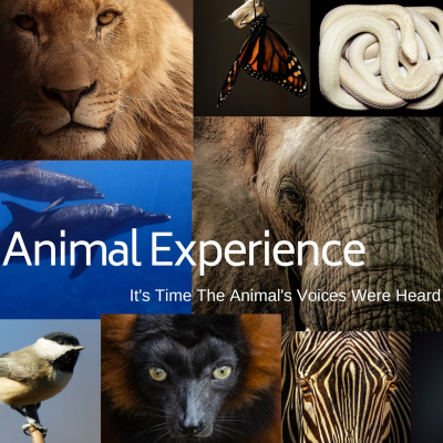 The Animal Experience