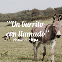 Un burrito con llamado - Ismael Mejía Silva - 25 Marzo 2017