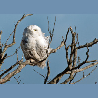 Where to spot snowy owls this winter in North Dakota