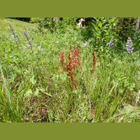 Orchid species native to North Dakota