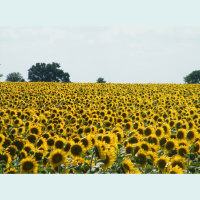 August on the prairie