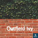 Outfield Ivy