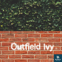 Tampa Bay Rays - Outfield Ivy