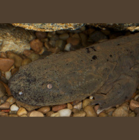 Episode 137: Hellacious Hellbenders