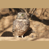 Episode 58: Hoo, The Burrowing Owl, Thats Who