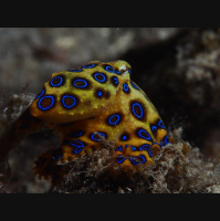 Episode 98: From Another World, the Blue Ring Octopus 