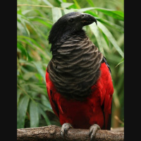 Episode 252: Not a Vampire But a Dracula Parrot