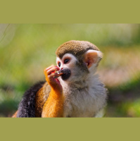 Squirrel Monkeys on the Edge