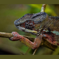 Episode 54: Karma, Karma, Chameleon