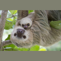 Saving Sloths w/Dr Rebecca Cliff 