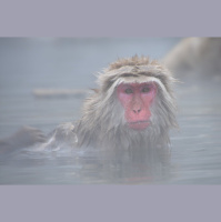 Episode 130: Snow Monkeys at the Sauna