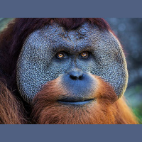 Episode 19: The Omniscient Orangutan