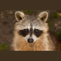 Raccoon Revival 