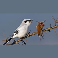 Episode 250: The Shocking Loggerhead Shrike