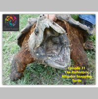 Episode 31: The Prehistoric Alligator Snapping Turtle