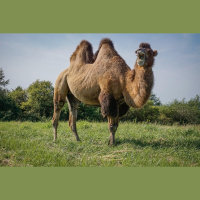 Episode 35: Ships of the Desert, The Bactrian Camel