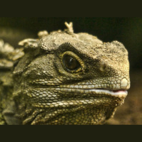 Tuatara: A Window Into the Age of Dinosaurs