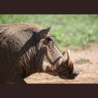 Episode 145: Warthog Wonders