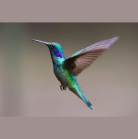 Episode 67: Hmm, Hummingbirds 