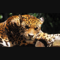 Episode 153: Jaw Dropping Jaguars