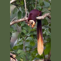 Episode 117 Nuts about Indian Giant Squirrels
