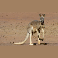 Episode 136: Red Kangaroos Bouncing Along