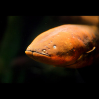 Shocking Wonders: The Electric Eel