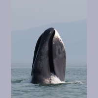 Episode 133: Bowhead Whales, Oldest Living Mammals