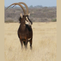 Episode 105: The Stunning Sable Antelope