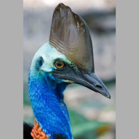Episode 79: Cassowary, Called a Living Dinosaur 