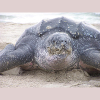 Episode 225: The Massive Leatherback Sea Turtle