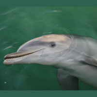 Bottlenose Dolphins, Communication and Conservation