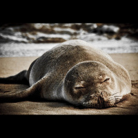 Episode 148: Aloha Hawaiian Monk Seal