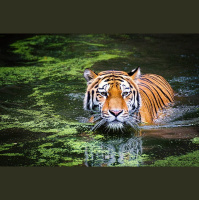 Bengal Tigers re-Bounding 