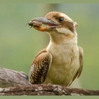 Kookoo for Kookaburra