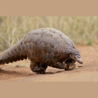 Episode 20: Trafficked, The Pangolin Story