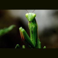 Praying Mantis: The Patient Predator