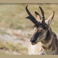 Pronghorn: North America’s Speed Champion Revisited