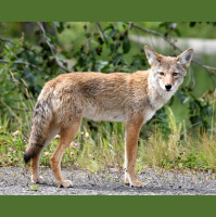 Episode 221: The Crafty Coyote