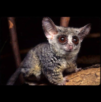 Episode 231: Bounding Bush Babies