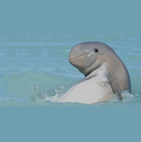 Irreplaceable Irrawaddy Dolphins