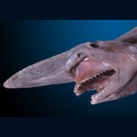 Episode 248: Ghoulish Goblin Sharks