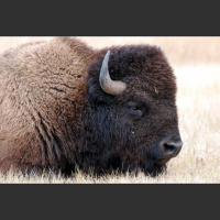 Episode 90: Big, Bold, Bison